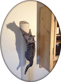 Active cats Kradsetræ rund til væg, dansk kvalitet